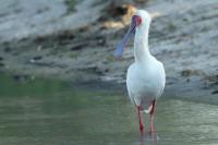 Platalea alba