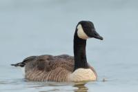 Branta canadensis