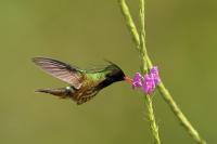 Lophornis helenae