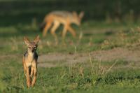 Black-backed jackal