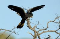 Calyptorhynchus banksii