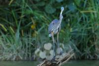 Ardea herodias