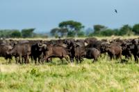 African buffalo