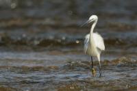 Egretta garzetta