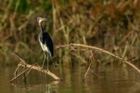 Egretta tricolor