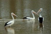 Pelecanus conspicillatus