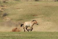 Przewalski's  Horse