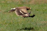 Aquila nipalensis