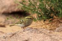 Phylloscopus proregulus