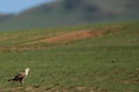 Buteo hemilasius