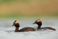 Podiceps auritus