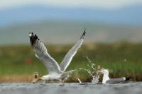 Larus vegae mongolicus