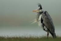 Mongolia fauna 