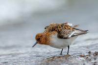 Calidris minuta