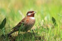 Emberiza leucocephalos