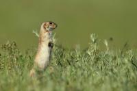 Long-tailed ground squirrel