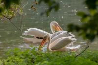 London-St James's Park