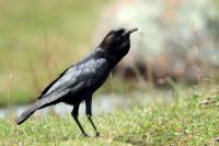 Corvus capensis