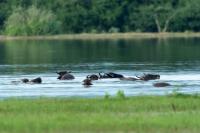 Wild water buffalo