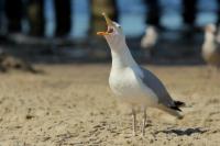 Larus argentatus