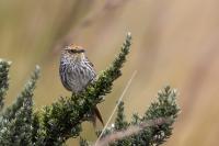 ECUADOR-FAUNA