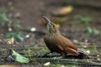 ECUADOR-FAUNA