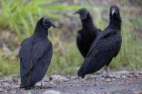 ECUADOR-FAUNA