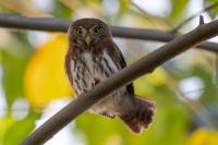 ECUADOR-FAUNA