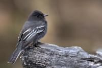 ECUADOR-FAUNA