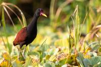 ECUADOR-FAUNA