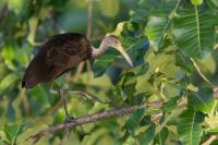 ECUADOR-FAUNA