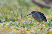 ECUADOR-FAUNA