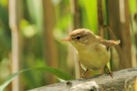 Acrocephalus palustris