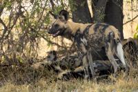 African wild dog