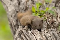 Common dwarf mongoose