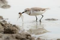 Charadrius pallidus