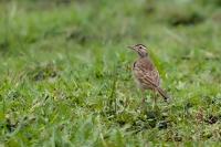 Anthus cinnamomeus