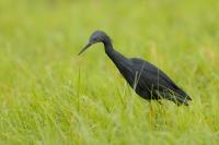 Egretta vinaceigula