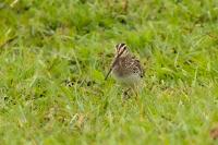 Gallinago nigripennis