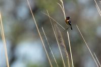 Saxicola torquatus