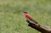 Merops nubicoides