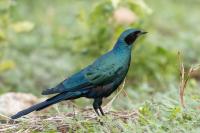 Lamprotornis australis