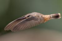 ECUADOR-FAUNA