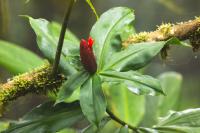 ECUADOR -FLOWERS