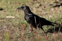 Corvus edithae