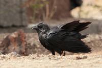 Corvus rhipidurus