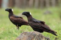 Corvus crassirostris