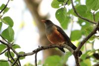 Turdus abyssinicus