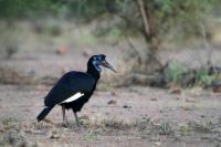 Bucorvus abyssinicus