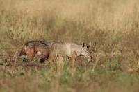 African golden wolf